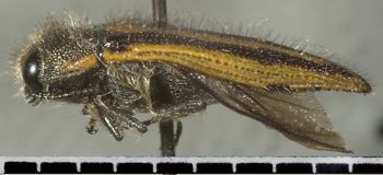 Media type: image;   Entomology 24420 Aspect: habitus lateral view